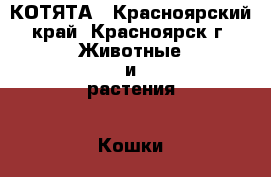 КОТЯТА - Красноярский край, Красноярск г. Животные и растения » Кошки   